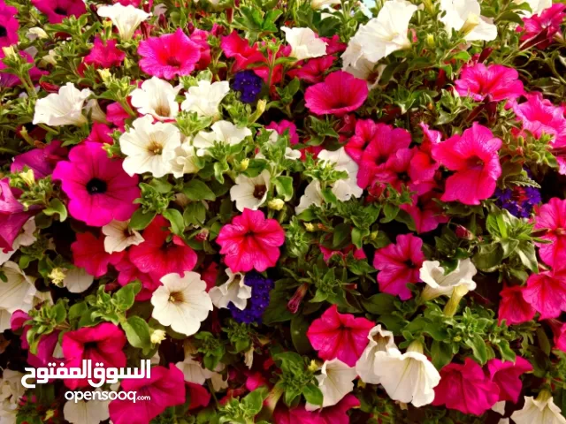 126 m2 3 Bedrooms Apartments for Rent in Ramallah and Al-Bireh Beitunia