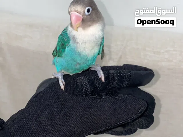 البيع فيشر