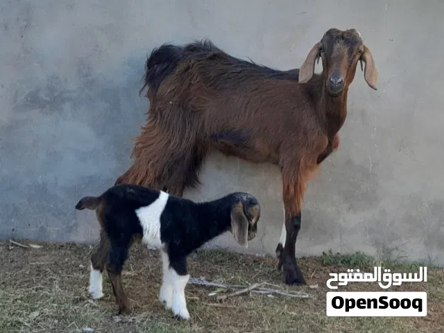 عنز عربيه اول ميلاد والده جدي ذكر