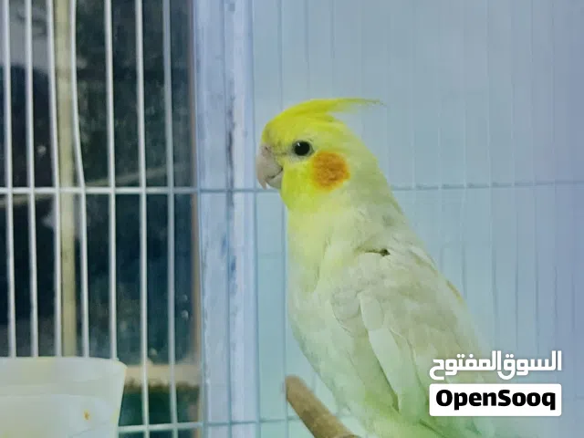 كوكتيل أليف وتغريده حلو