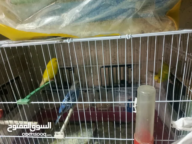 جواز طيور حب كلو شغال