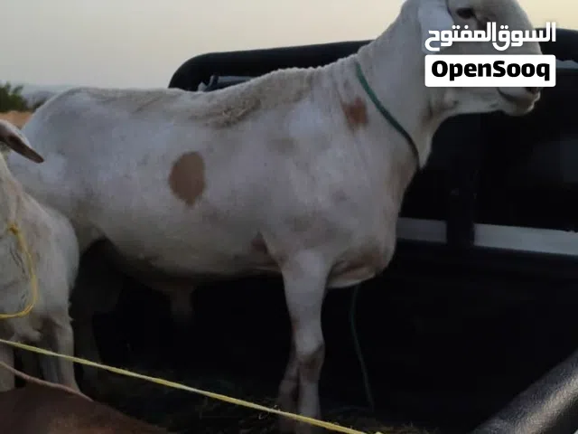 للبيع كبش دوبر فل سمنه