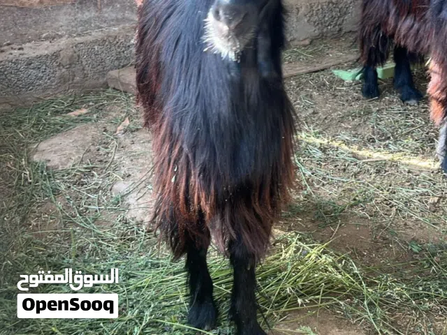 تيس مخصي عمره فوق سنه عماني سمين