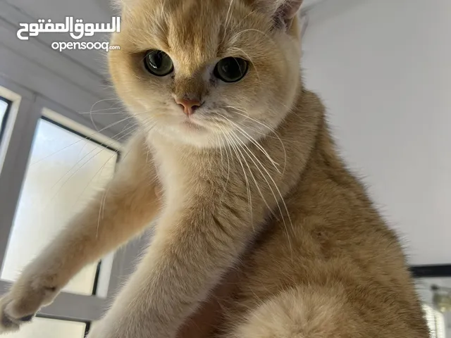 قطة شينشيلا ذهبية بريطانية قصيرة الشعر - pure british shorthair golden chinchilla cat