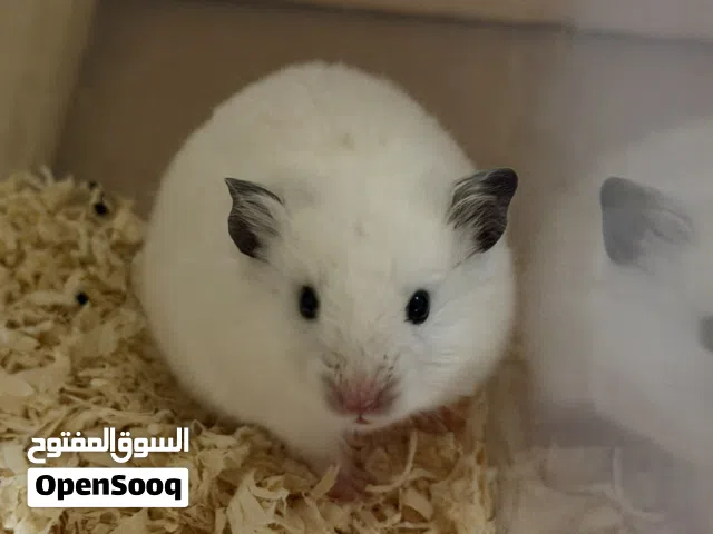 Adult Syrian Hamsters looking for good homes