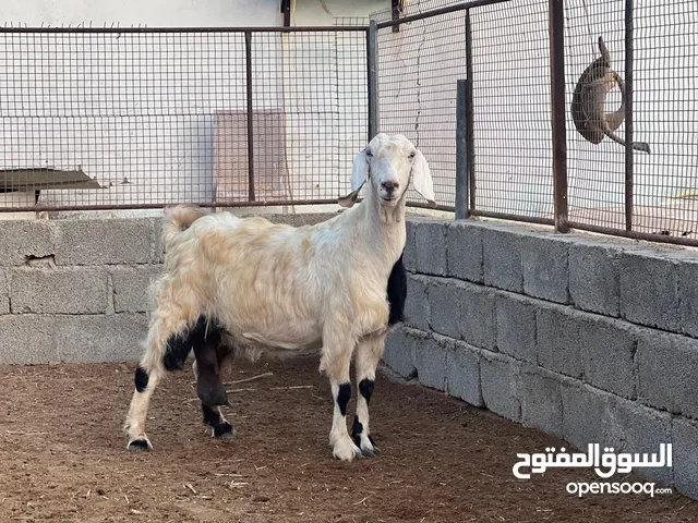 شاه جم شامي مع بكستاني طالع تهجين فاخر