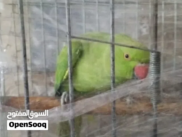 مطلوب ذكر دره جاهز عمر 3 سنوات