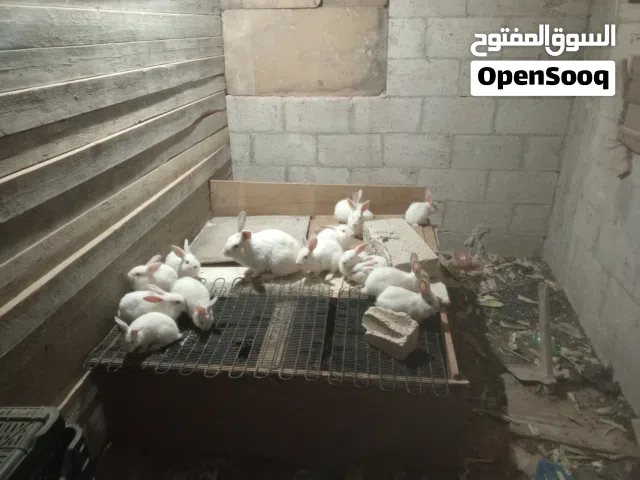 ارانب فرنسية