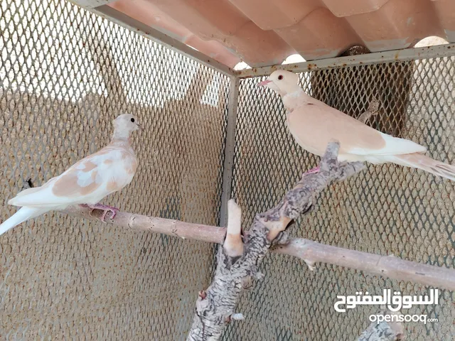 حمام يمامه لي البيع لمكان تاجوراء