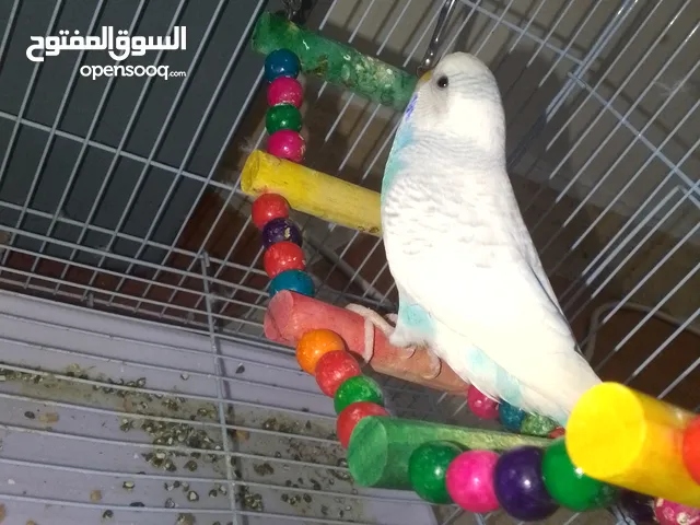 ببغاء للبيع ببغاء للبيع ببغاء للبيع ببغاء للبيع ببغاء للبيع ببغاء للبيع ببغاء للبيع ببغاء للبيع