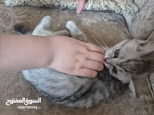 قط سكوتس عمر 3 اشهر للبيع