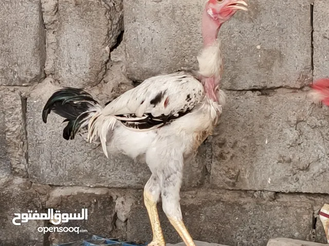 ديج اشلوحي مخلف بي كبر بعد سعره 25