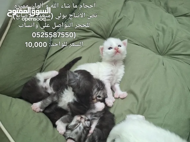 قطط ماينكون مستوردة مستويات قوية جدا mainecoon Maine coon من سلالات أوروبية ماين كون