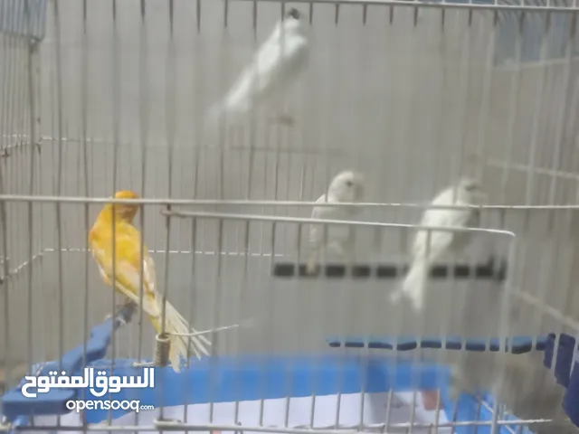 كناري للبيع مقنبر + عادي صوت ما شاء الله