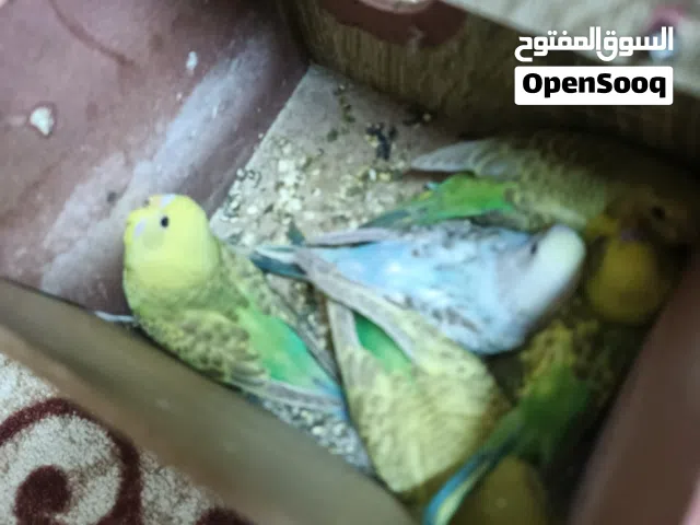 جوز حب معو خمس فراخ على وجه فطم