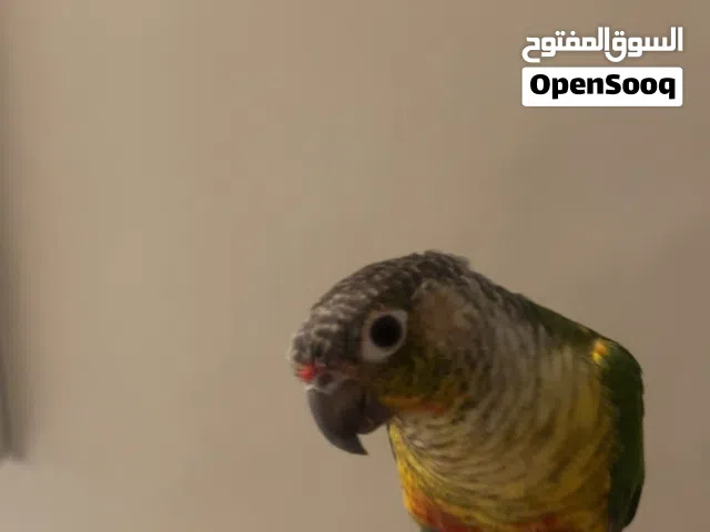 كنيور للبيع (اثنين)