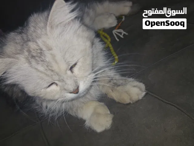 شيرازي عادي