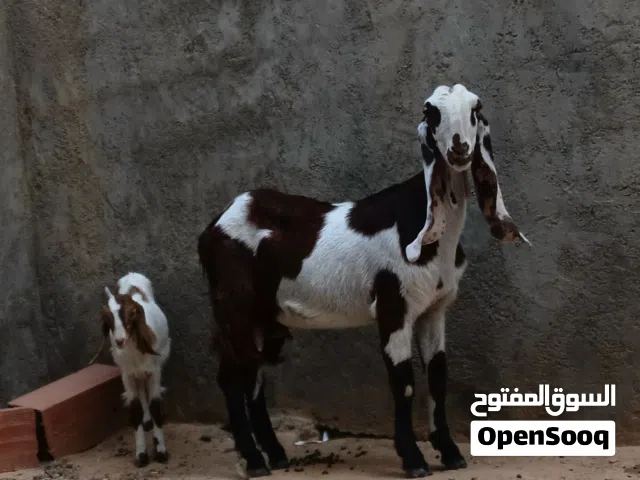 عنز قبرصية اول ميلاد