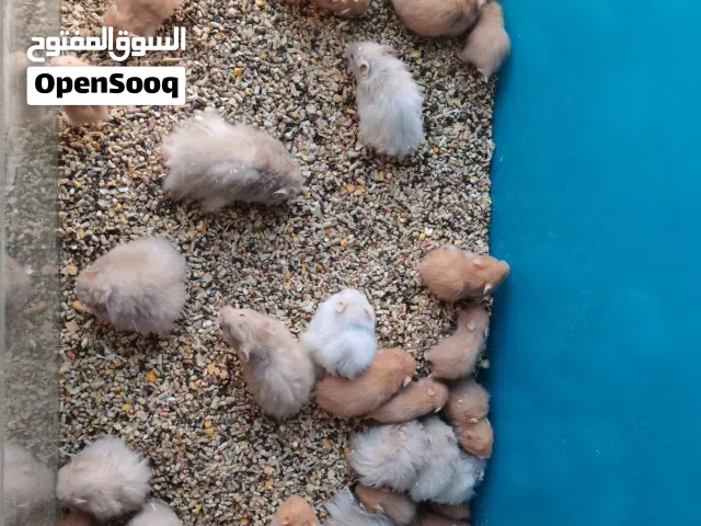 هامستر سوري ملون