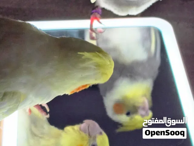 كوكتيل زوج اليفين جدا
