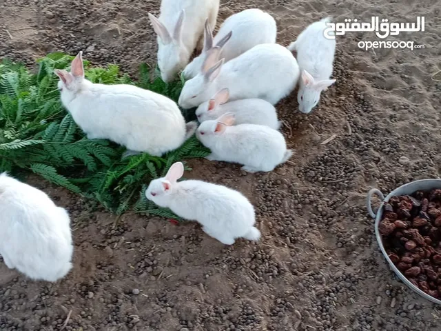 ارانب للبيع