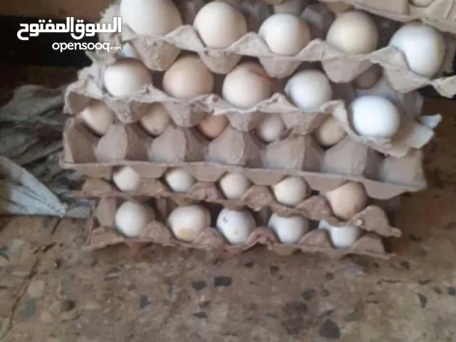 يوجد 3طبقة دحي عربي ربي يبارك مخصب
