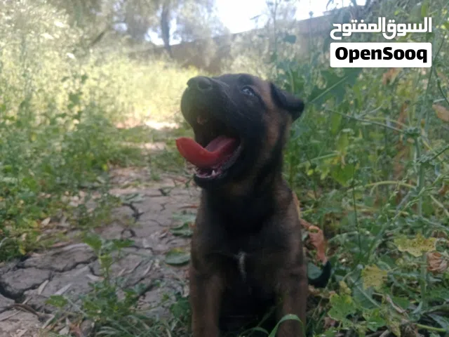 كلاب منيلوى صغار للبيع