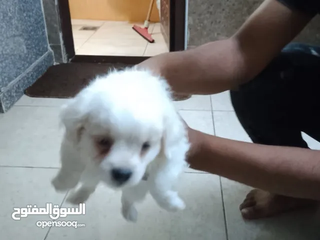 كلب لولو فكس كلب حرا من ام واب حبات صغيره