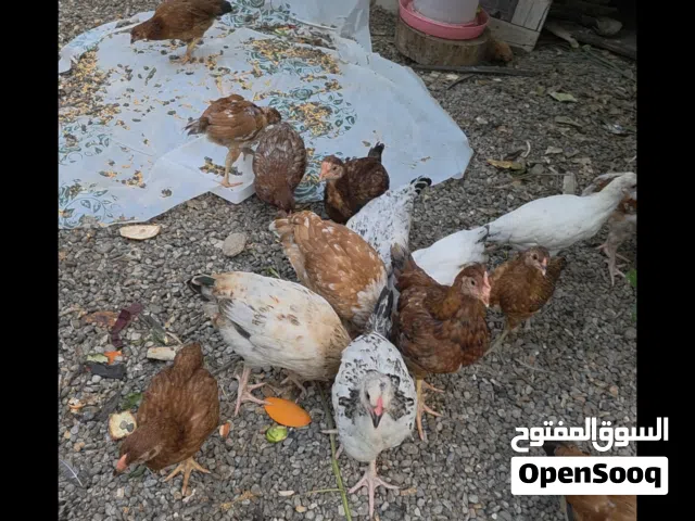 دواجن محلية وفرنسية