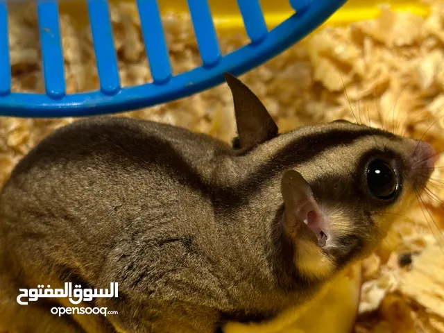 سنجاب طائر نورمل الاسم العلمي : Petaurus breviceps