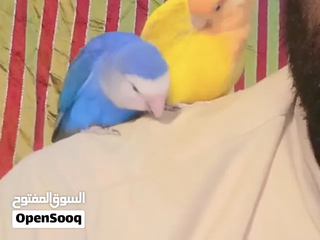 love birds beautiful breeder couple