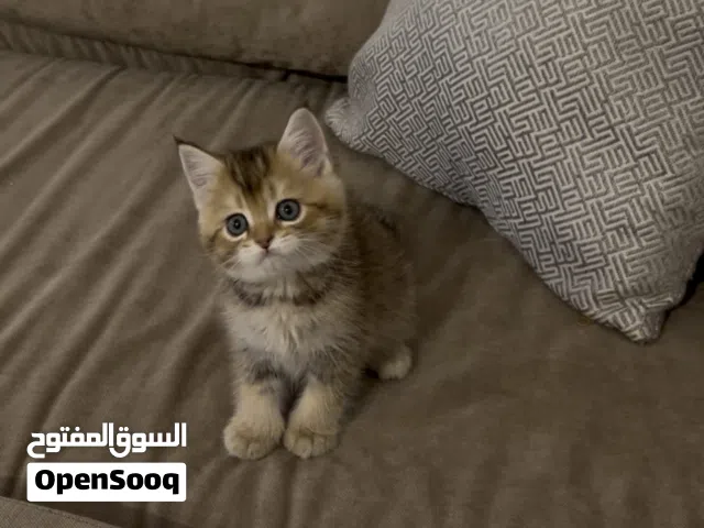 كتن سكوتش قولد بيور