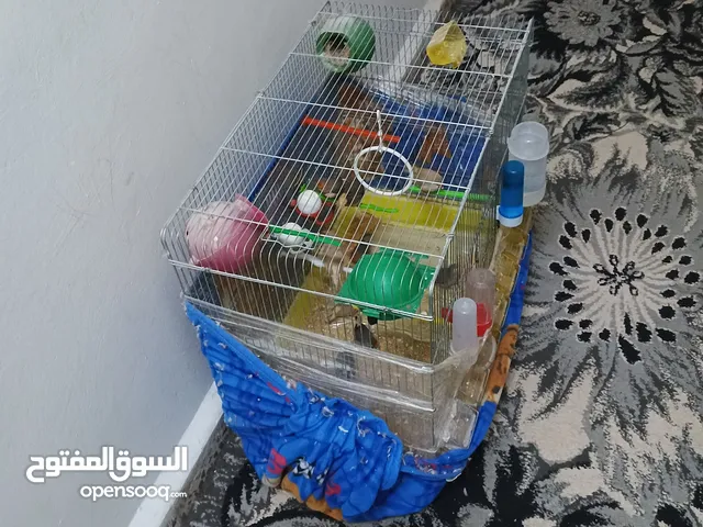 طيور جنه فنكز