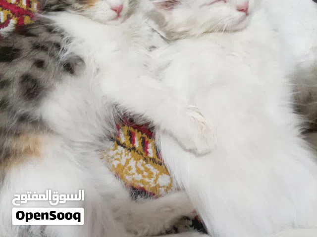 3قطط للتبني