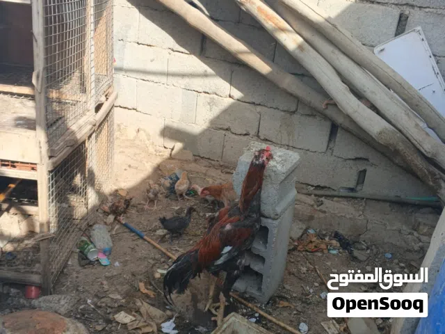 دجاج هراتي او هندي للبيع اقره الوصف