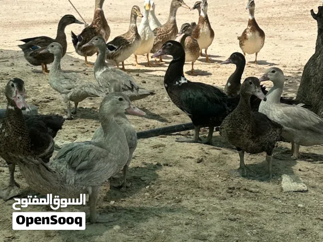 فروخ بط مصري و فرنسي