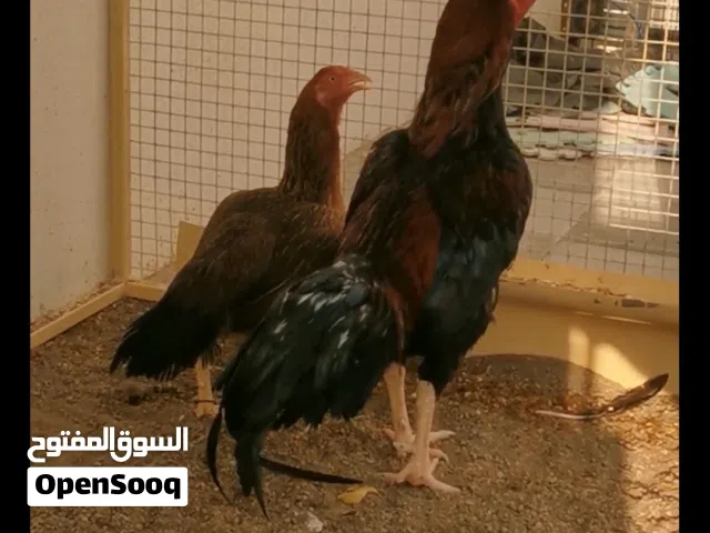 للبيع زوج مكراني