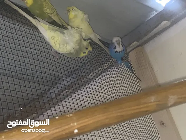 أزواج طيور الحب بصحه جيده جدا ونظافه جيدا حط سعرك وشيل