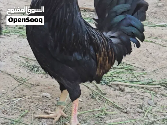 كحالي كويتي