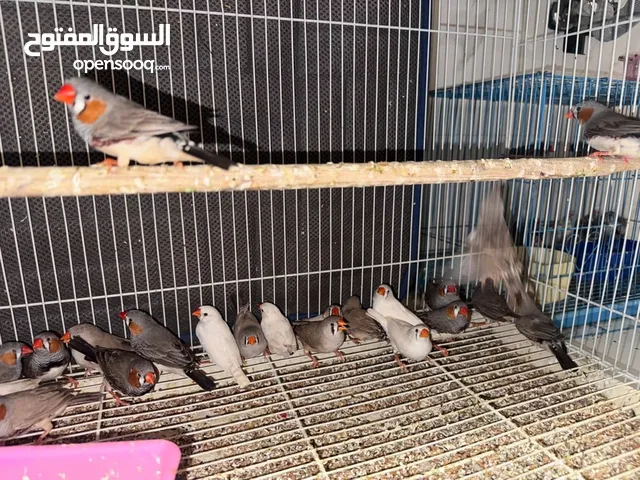 Zebra Finches (Semi Jumbo breed)