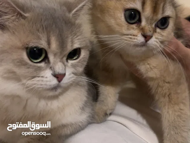 سكوتش ستريت فولد للبيع