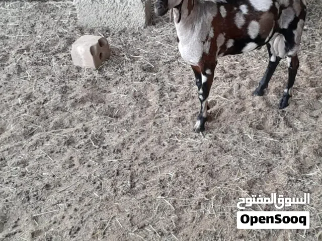 للبيع تيس صلالي
