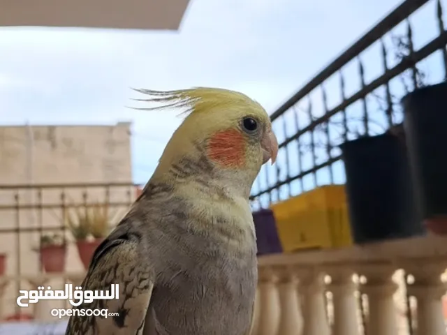 جوز كوكتيل ذكر وانثى اليفات جدا والذكر صوته بجنن وشو ما بتسمعه بتعلم الصوت او الاغنيه.