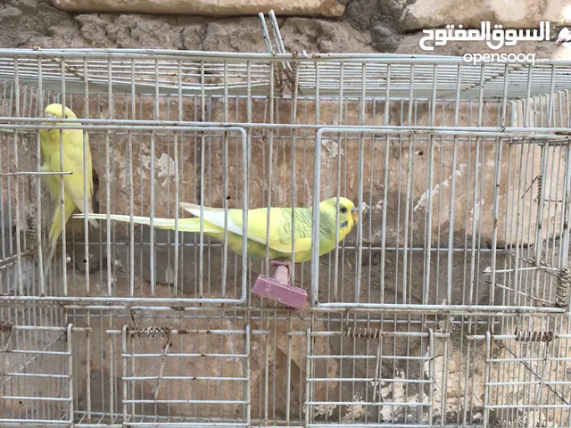 كوبية بقلينو واتيات للحضان