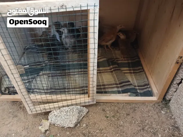 كناكيت عرهم شهر ربي بارك