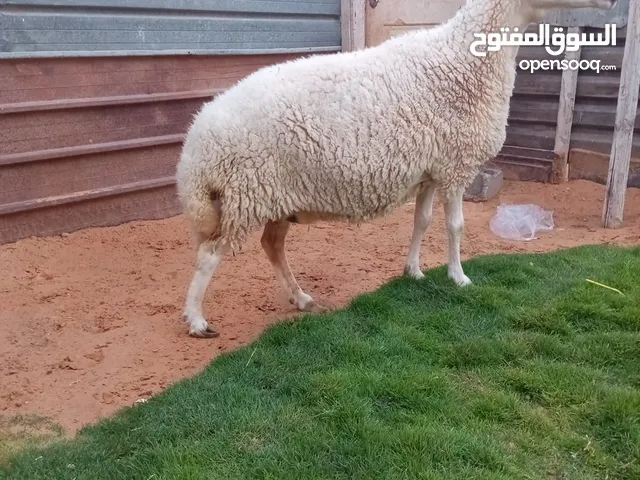نعجة ربي يبارك سنها حاكة