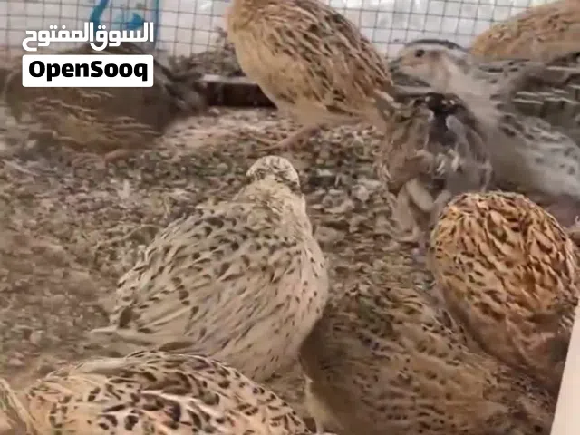 للبيع سمان