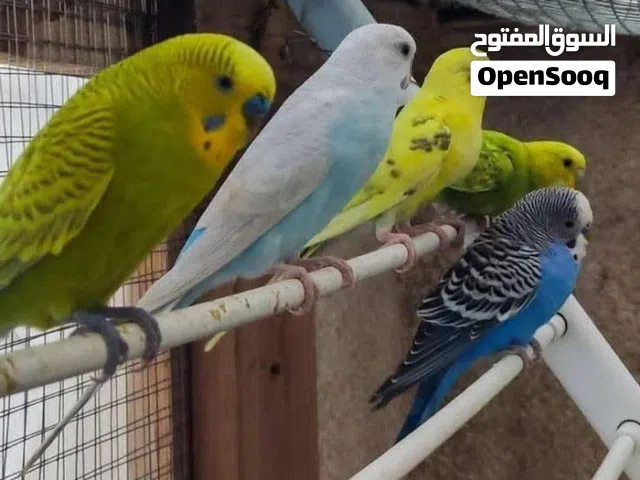 عصافير الزينه متـــــــــــــــــــــــاح لدينا