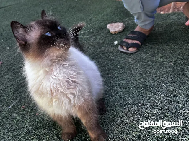 قطه هملايا حلوه وأليفه
