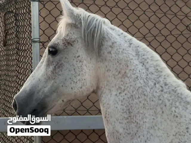 للبيع فرس بلديه معا السرج